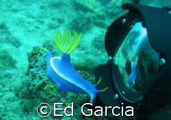 A fairly large Nudibranch about 4 inches long, seemingly ... by Ed Garcia 
